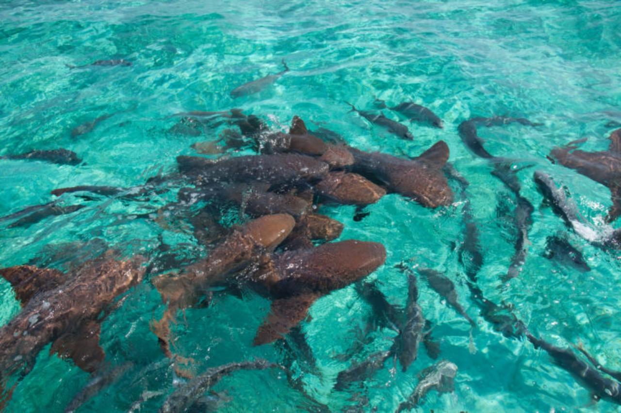 Go Slow Guesthouse Caye Caulker Bagian luar foto